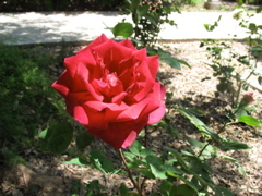 A single red rose