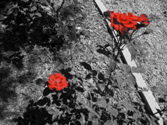 Red roses