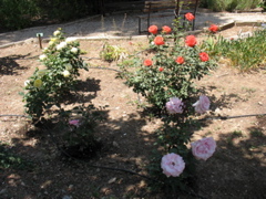 Roses!