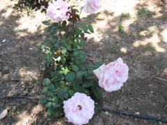 Pink roses