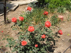 Salmon roses