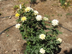 Yellow roses