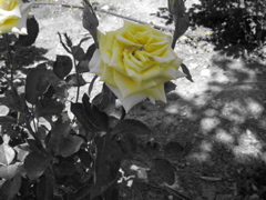 Yellow rose of Texas... in Israel