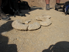 A former (millions of years ago) nautilus