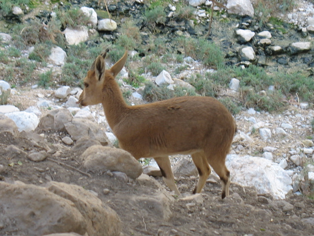 An Ibex