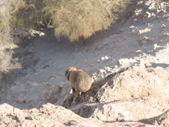 Some kind of mountain creature