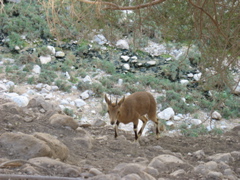 iBex, the new Apple Desert Animal