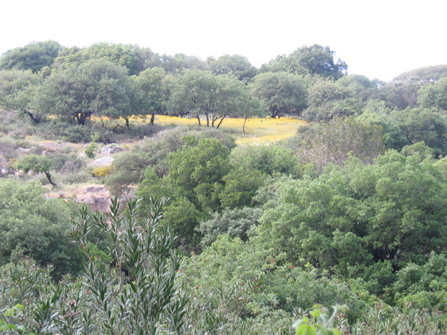 Yellow in the distance