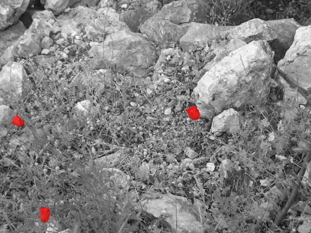 Red flowers