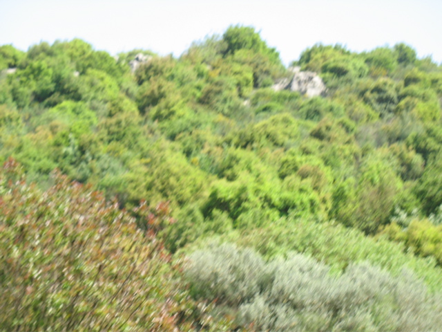 Trees