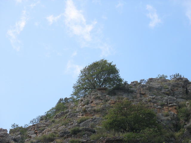 A single tree on the mountain