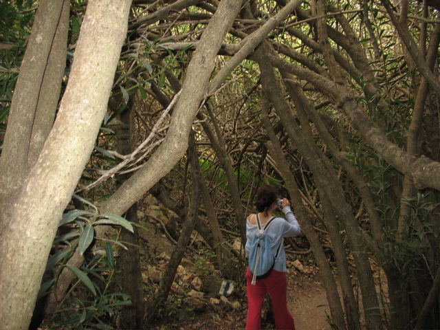 Alana takes pictures in the wooded canopy