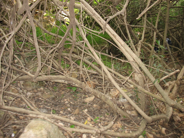 Wooded canopy