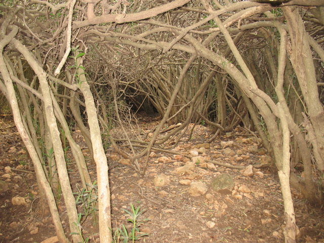 Wood tunnel!