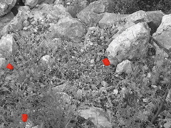 Red flowers