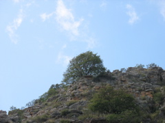 A single tree on the mountain