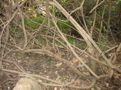 Wooded canopy