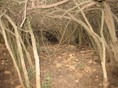 Wood tunnel!